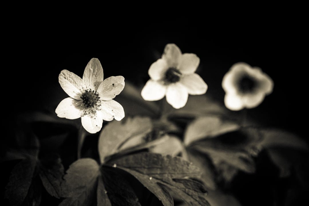 White anemone flower with a dark center stands in sharp focus against blurred blossoms and dark garden leaves.