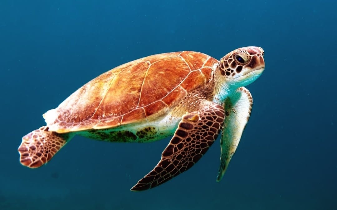 Sea turtle with a patterned shell swims through deep blue ocean water illuminated by refracted surface light.