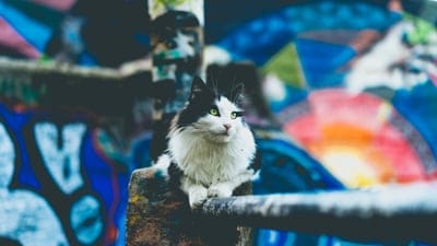 Cats,animal,Cats wallpaper,Cats background,cute cat wallpaper