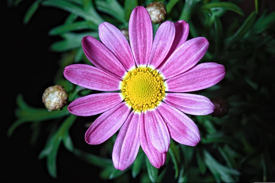 Pink daisy with a yellow disk center surrounded by dark green leaves in a sharp macro floral photography shot.