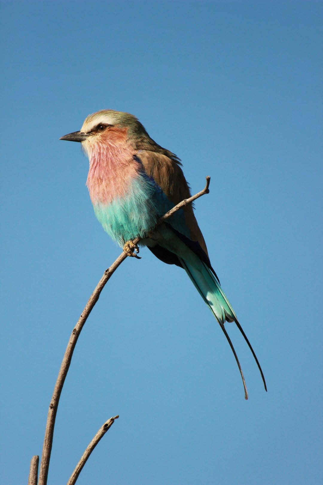 Lilac-breasted roller with turquoise and pink feathers perched on a thin branch against a clear blue sky.