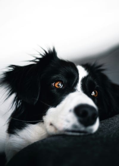 Dogs  wallpaper,Dogs,Dogs  background,Dogs  desktop wallpaper,animal wallpaper,pet wallpaper