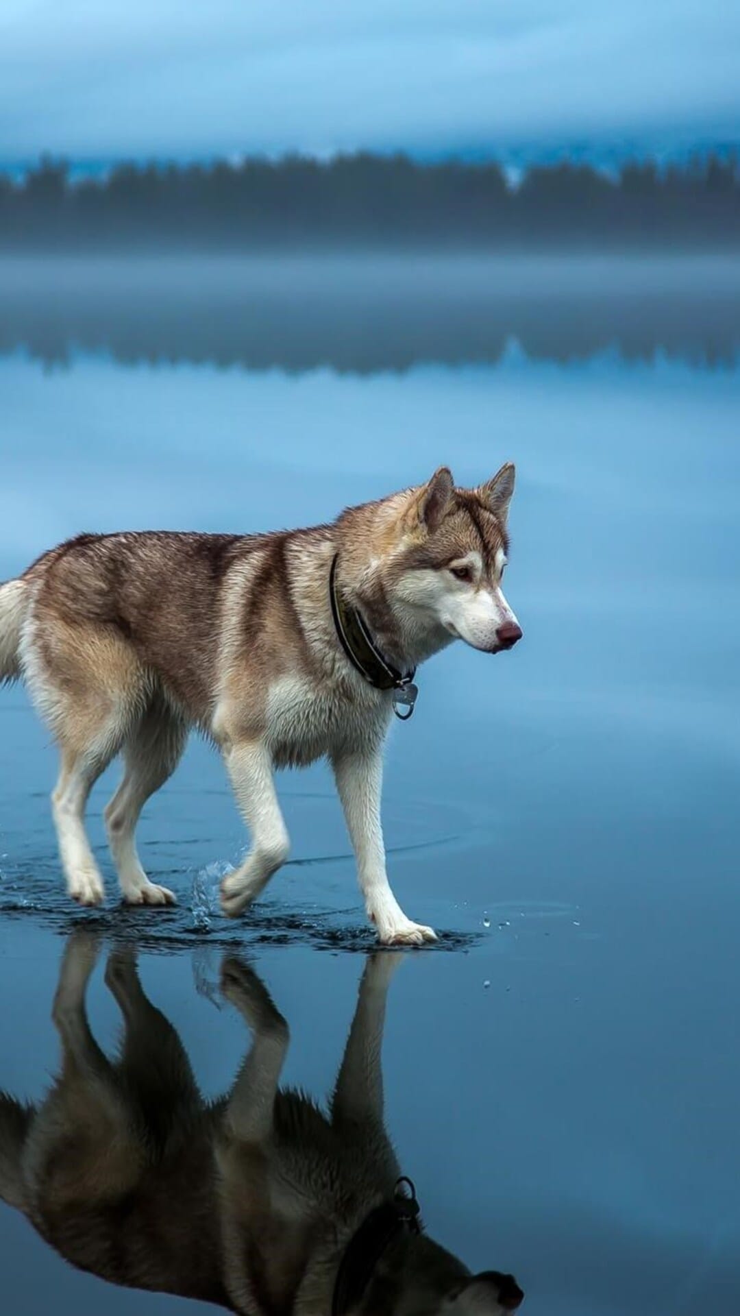 Brown and white husky walks on a mirrored lake surface surrounded by thick morning mist and distant trees.