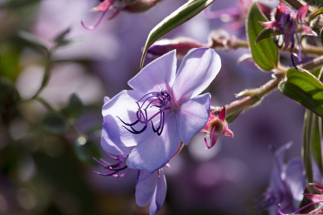 Purple Tibouchina petals and curved stamens appear in sharp detail against a soft lavender bokeh background.