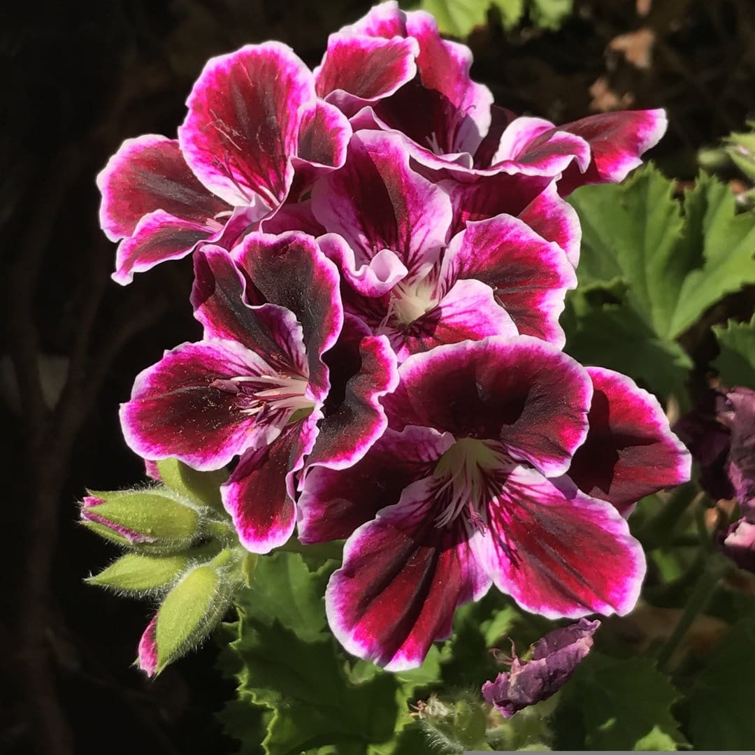 Deep pink geranium flowers with white edges and fuzzy green buds in a close-up botanical macro photograph.