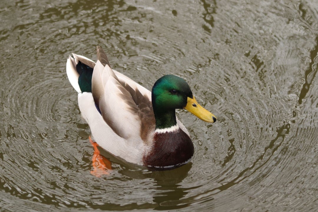 Male mallard duck with a green head and yellow beak swimming through soft water ripples in a natural pond.