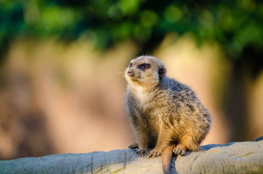 Meerkat sits upright on a grey stone looking upward against a blurred green forest background with sun spots.