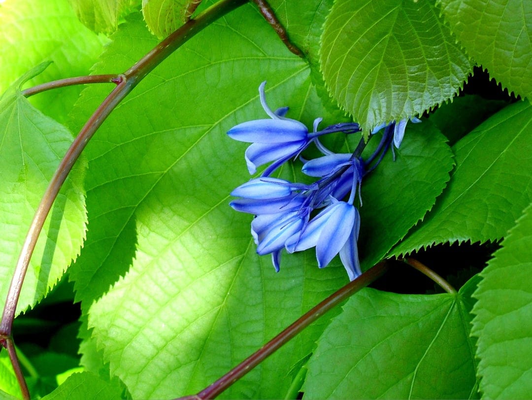 Blue bell-shaped flowers hang amidst large, vibrant green leaves in a close-up botanical garden view with soft light.