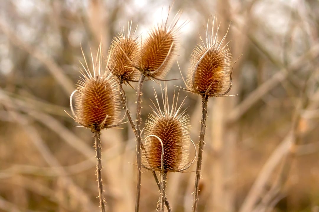 Spiky dried teasel seed heads featuring sharp textures set against a soft bokeh background of neutral tan tones.