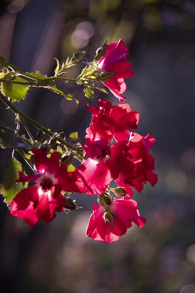 Deep red roses and small flower buds bask in warm golden light against a blurred garden backdrop with green leaves.