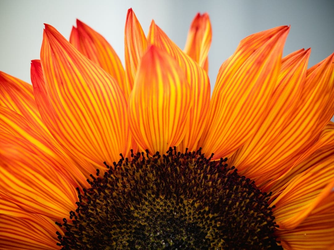 Orange sunflower petals with yellow stripes radiate from a dark, textured center in a detailed macro view.