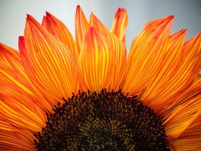 Sunflower wallpaper,Sunflower,Sunflower background,flower,yellow