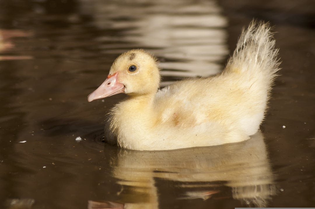 Yellow duckling with soft downy feathers swimming on dark reflective water with a clear mirror image below.