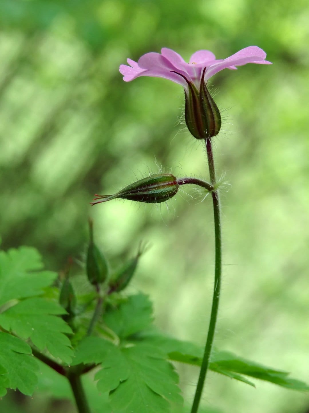 Pink wildflower petals unfurl above fuzzy green buds and a hairy stem against a blurred forest green background.