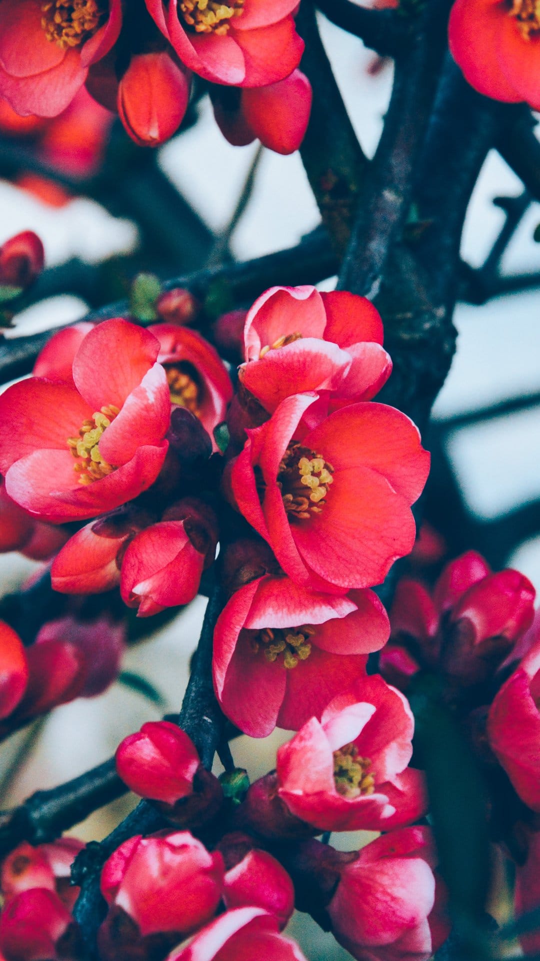 Red-orange quince blossoms with bright yellow centers cluster on dark branches against a blurred green backdrop.