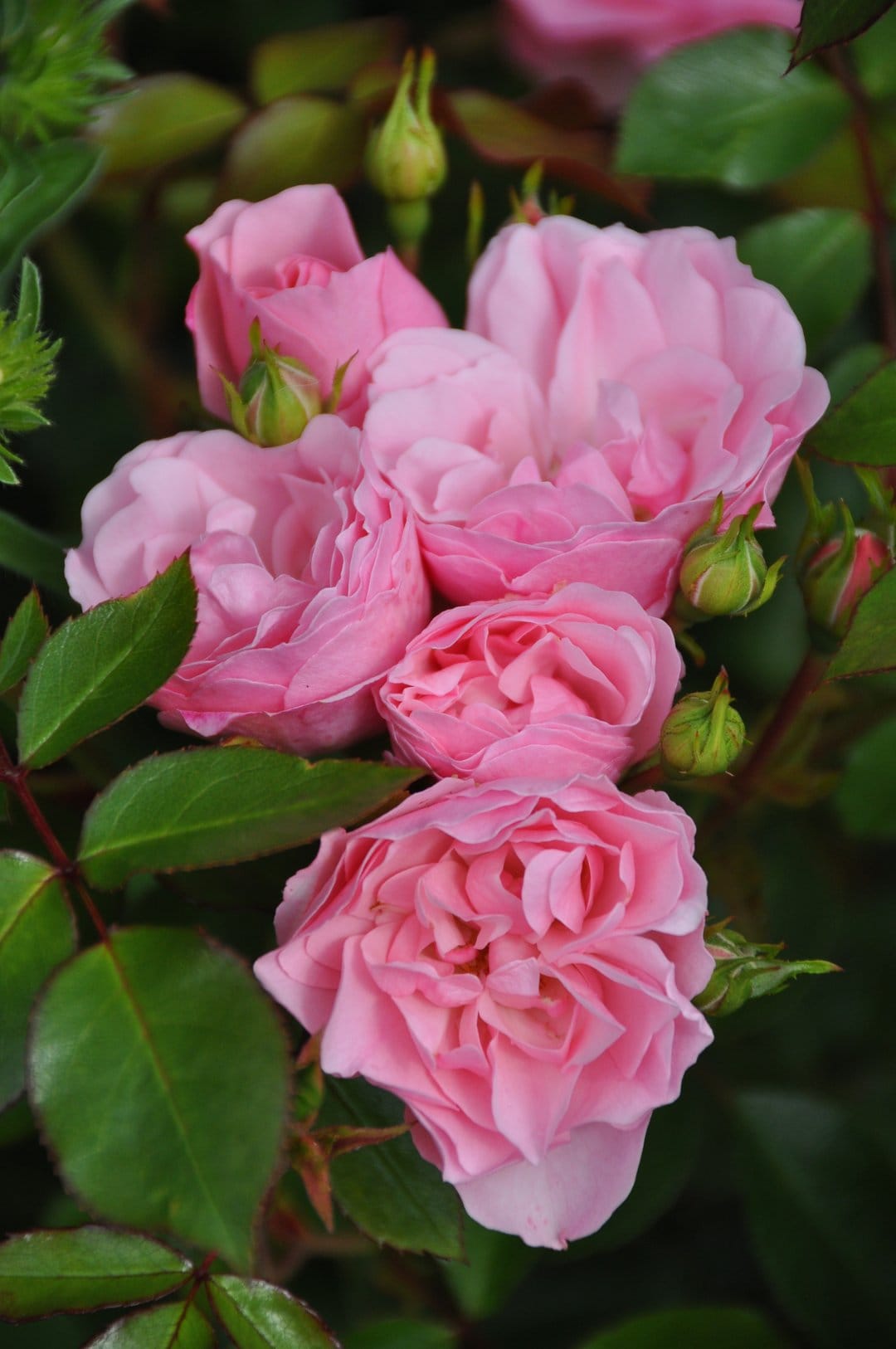 Pink roses with velvety petals and small green buds nestled among lush leaves in a vertical garden arrangement.