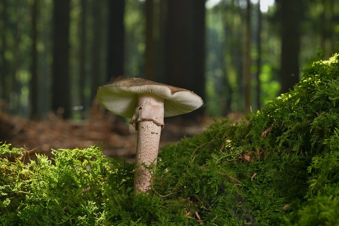 Small brown mushroom growing from thick green moss in a forest with soft sunlight and a blurred background.