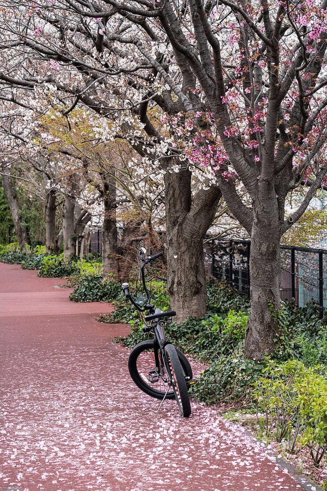 Vintage bicycle rests on a path covered in pink petals beneath blooming cherry trees during a bright spring day.