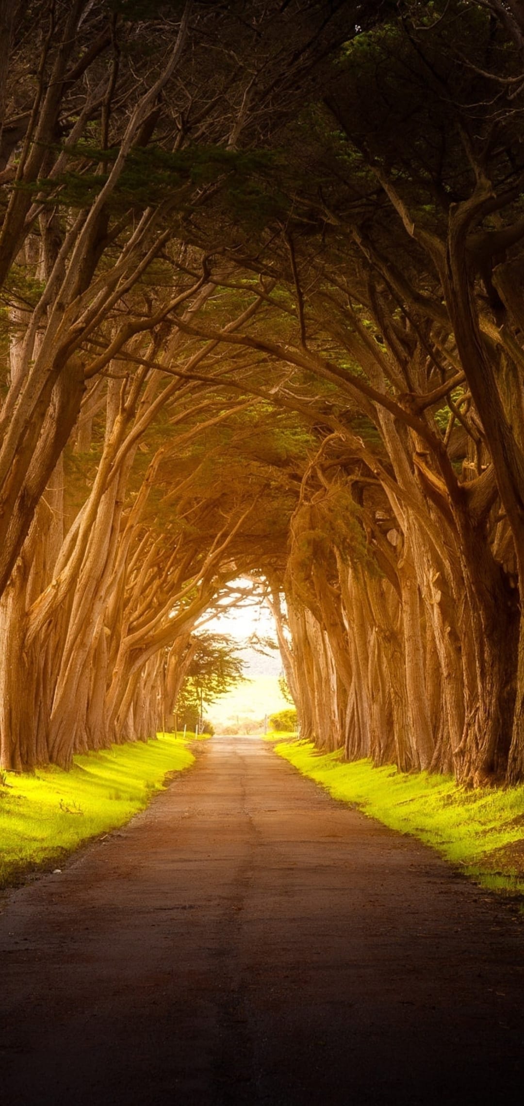 Winding forest road framed by a dense canopy of green trees with sunlight glowing at the end of the path.
