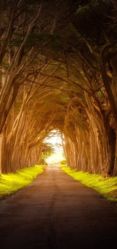 Tree tunnel, nature, path, serene, light, forest, green, magical, peaceful, tranquil, outdoor, vibrant, beautiful, enchanting, journey, road, foliage, sunlight, woods, serene landscape