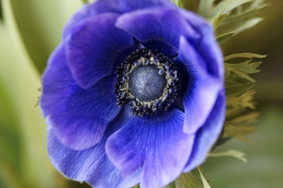 Blue anemone flower with velvety petals and a dark center sits against a blurred green foliage background.