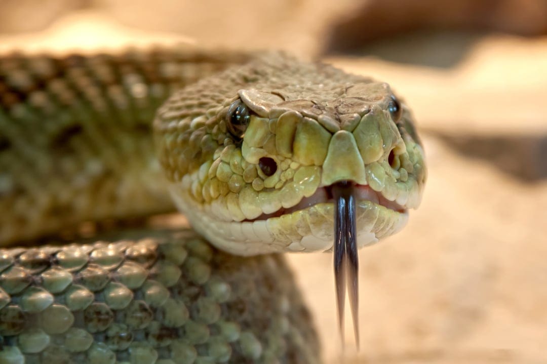 Rattlesnake head showing intricate scales and a forked tongue flicking against a blurred sandy desert background.