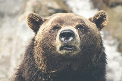 Bear wallpaper,Bear,Bear desktop wallpaper,animal,wildlife wallpaper