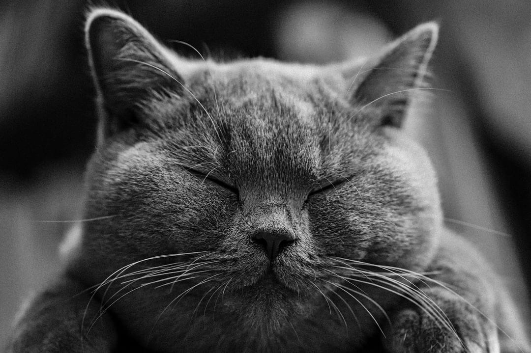 Sleepy grey cat with closed eyes and long whiskers in a black and white close-up portrait for mobile devices.