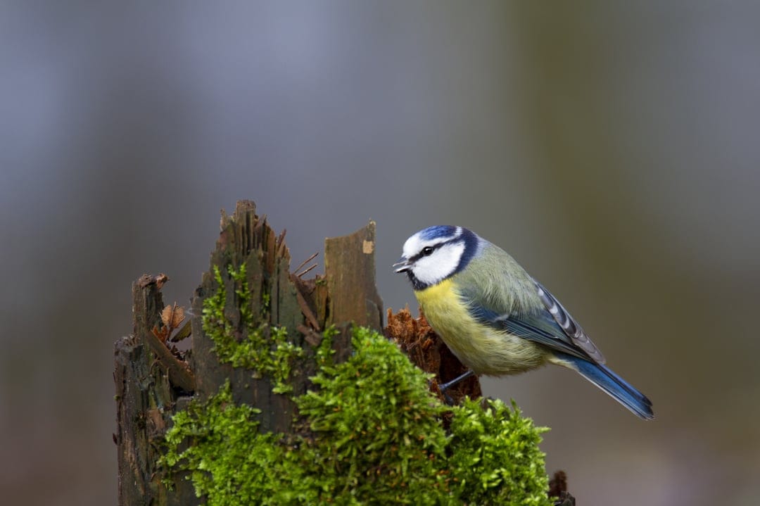Blue tit songbird with vibrant plumage rests on a green mossy tree stump in a soft-focus forest setting.