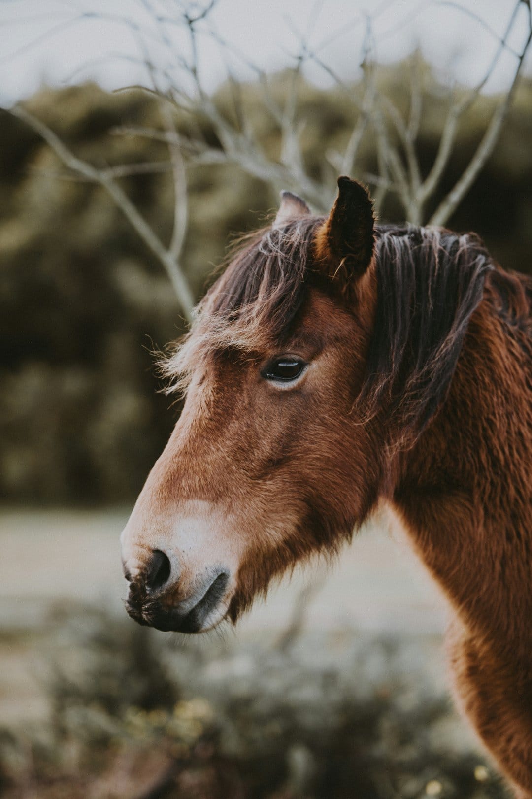 Brown horse with a flowing mane stands in profile against a blurred forest background in soft natural light.