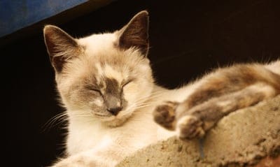 Siamese cat with dark color points sleeps on a sunlit ledge, showing soft fur and peaceful facial expressions.