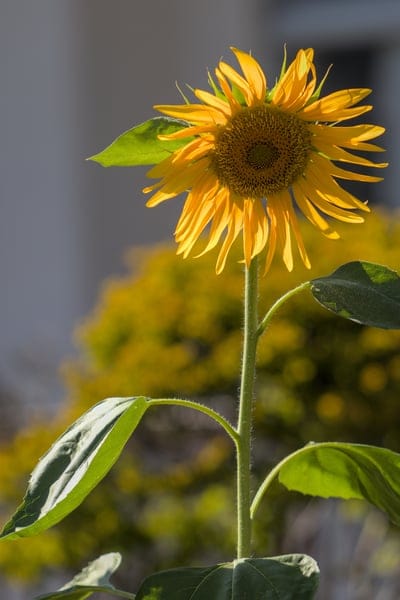 Sunflower with golden petals and a detailed center stands against a soft yellow background with green leaves.