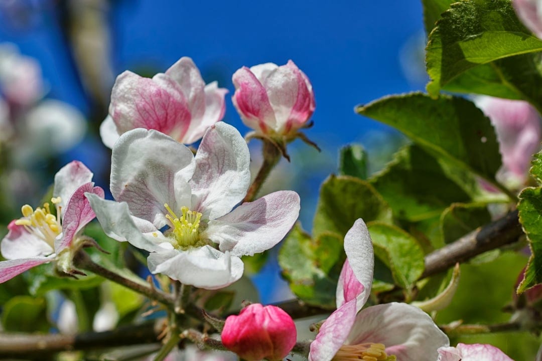 White and pink apple blossoms with yellow stamens bloom against a bright blue sky under soft morning sunlight.