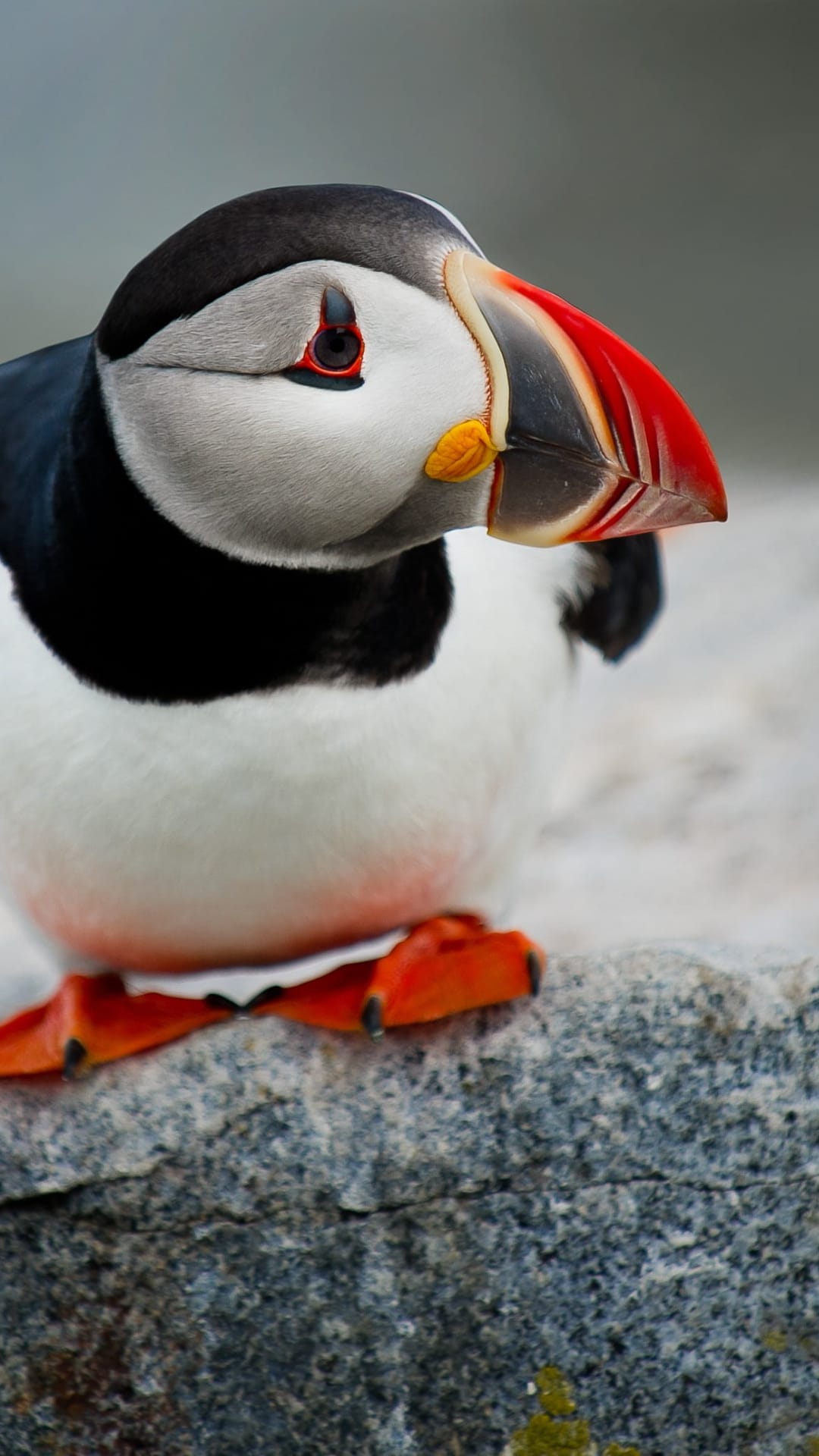 Atlantic puffin with a red and orange beak perched on a grey rock against a soft out-of-focus background.