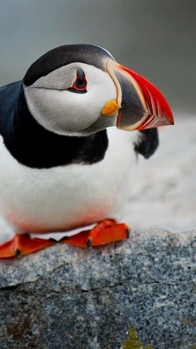 Cute Puffin Bird, puffin, birds, cute, animals