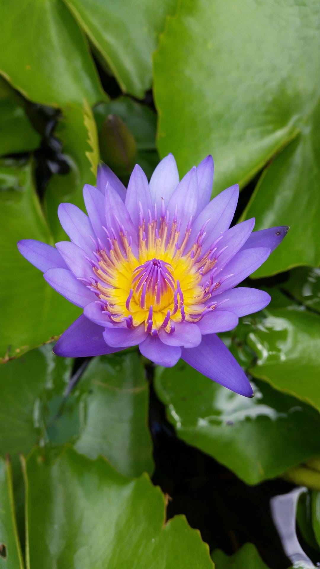 Purple water lily with a yellow center floats among green pads on dark water in a vertical floral composition.