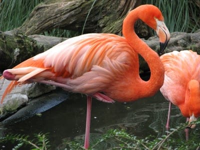 Flamingo,Flamingo wallpaper,Flamingo desktop wallpaper,bird,wildlife