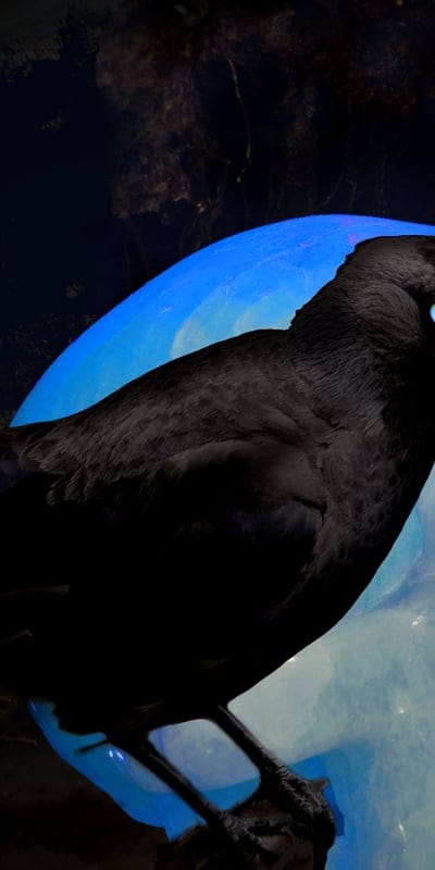 Crow,bones,crystal,death,halloween,horror,raven,skull