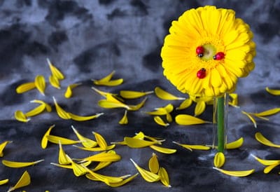 gerbera,laptop wallpaper,flower,ladybugs,Windows wallpaper,flower background,petals,nature,yellow flower,wallpaper 4K,4K wallpaper,beautiful wallpaper,cool backgrounds,wallpaper HD,flower wallpaper,plant,free wallpaper,floral background,desktop background