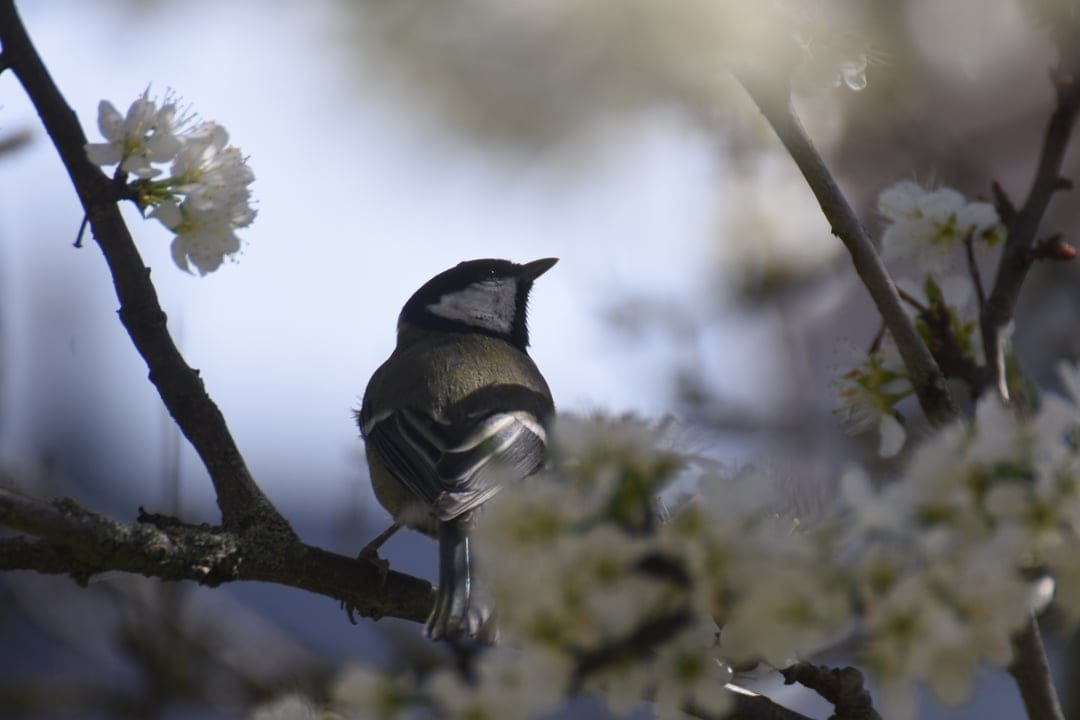 Great Tit bird with yellow and black feathers perched on a flowering cherry branch against a soft blue sky.
