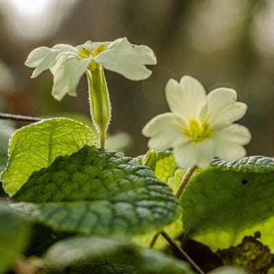 primrose flowers, spring bloom, yellow flowers, wildflowers, nature photography, close-up, macro photography, green leaves, woodland flowers, botanical, floral, sunlight, bokeh, garden, seasonal, delicate, gentle, awakening, outdoor, springtime, flora, seasonal bloom