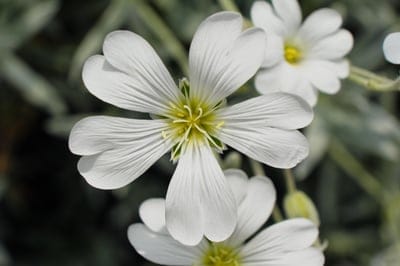 White star-shaped flowers with notched petals and yellow centers against a soft green bokeh background.