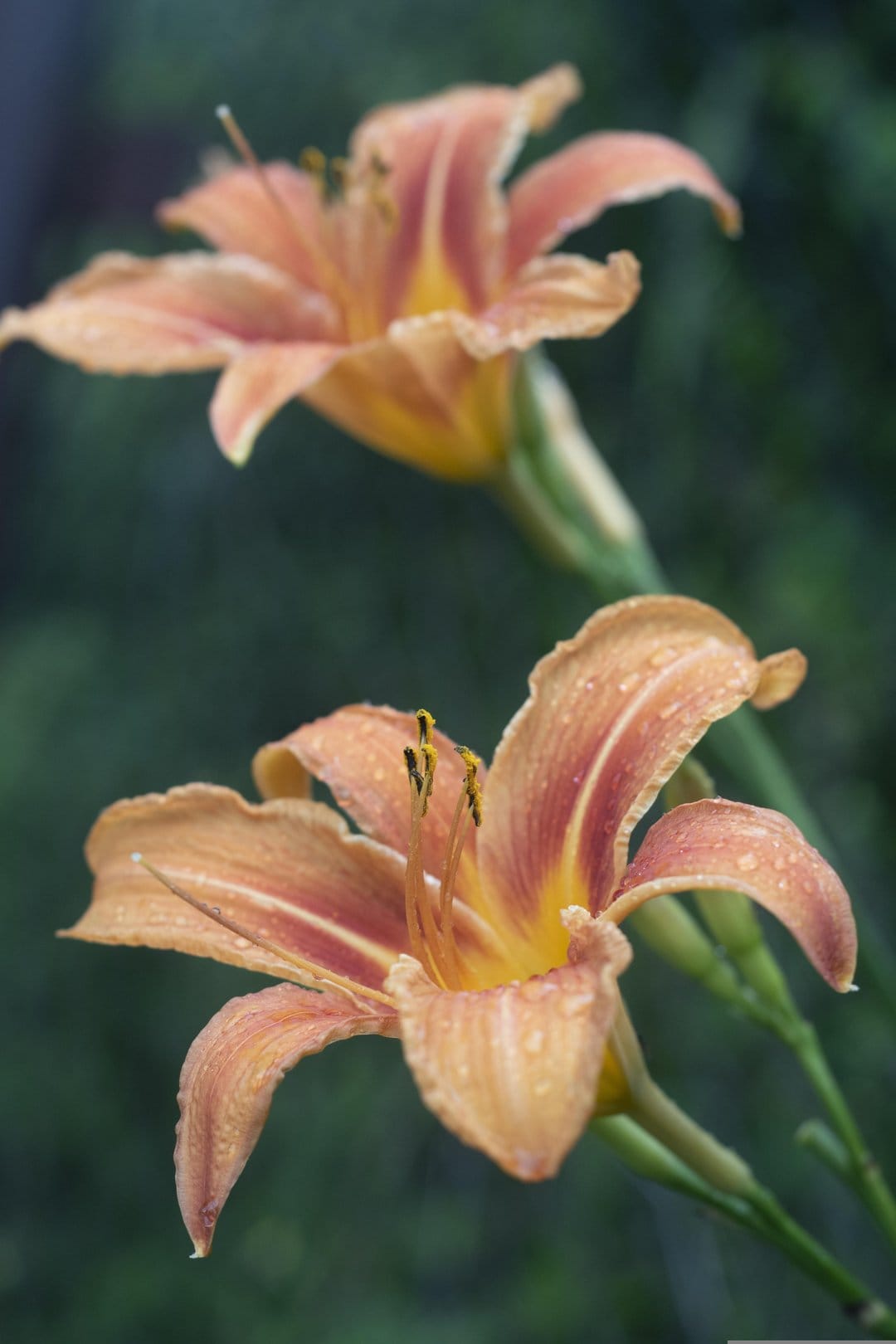 Orange daylily petals glistening with water droplets against a dark green blurred background in macro detail.