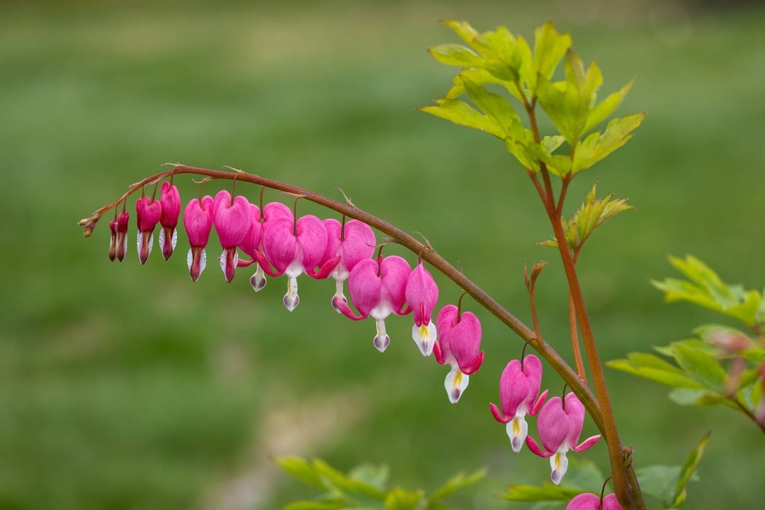 Pink bleeding heart flowers with white tips hang from a green stem against a soft-focus garden background.