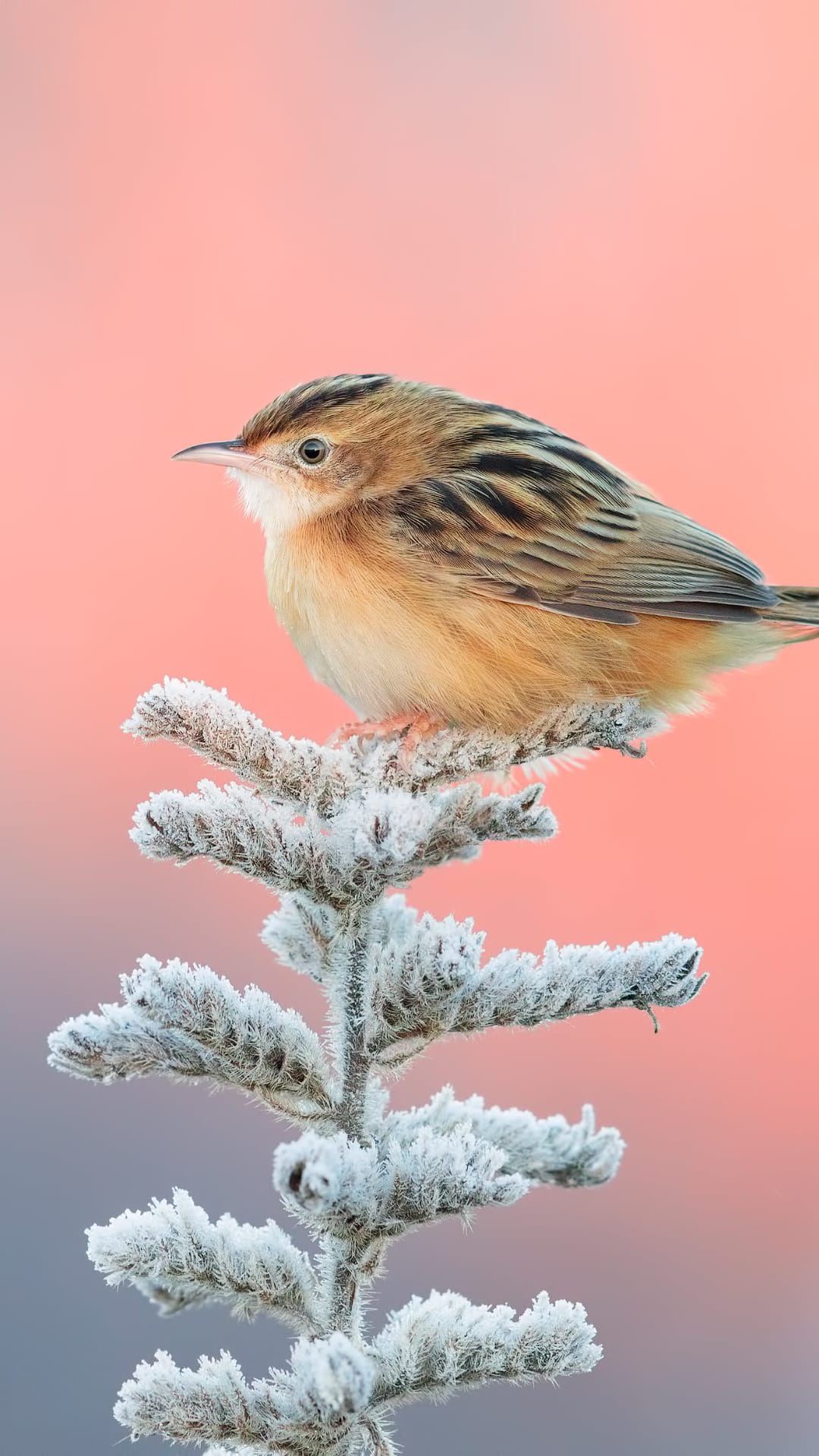 Brown and white bird perched on a frozen branch with ice crystals against a soft pink and gray sunrise sky.