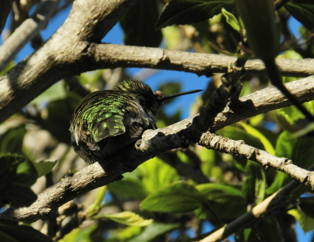 Emerald hummingbird with iridescent feathers perches on a textured branch against a blurred forest backdrop.