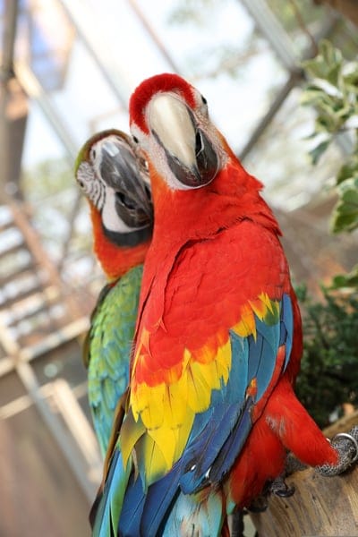Two macaws with bright red, yellow, and blue feathers sit on a branch, one tilting its head toward the viewer.