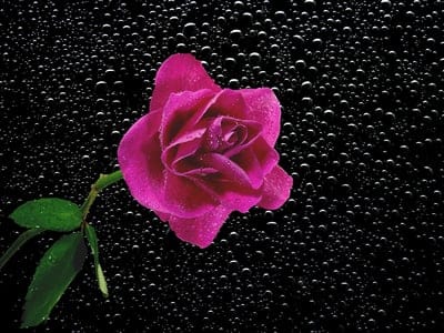 Pink rose bloom with clear water droplets on its petals against a textured black background with dew drops.