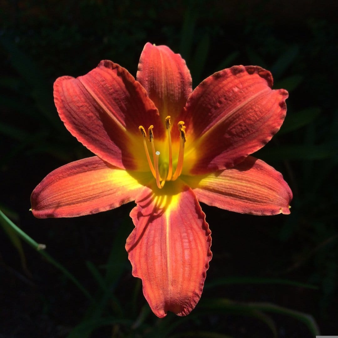 Red daylily with orange stamen glows in sunlight against a dark blurred background during a summer day.