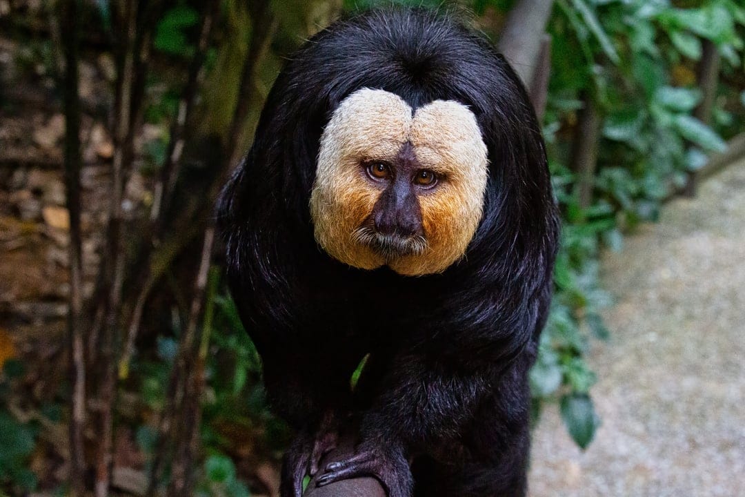 Male white-faced saki monkey with a pale facial mask and dark eyes perched on a branch in a lush rainforest.